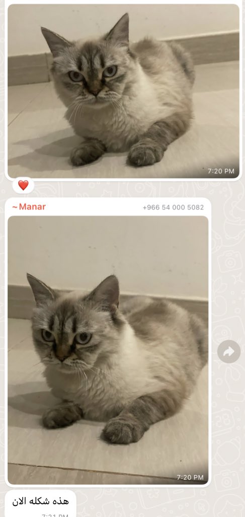 Cat people 🐈 tweet media