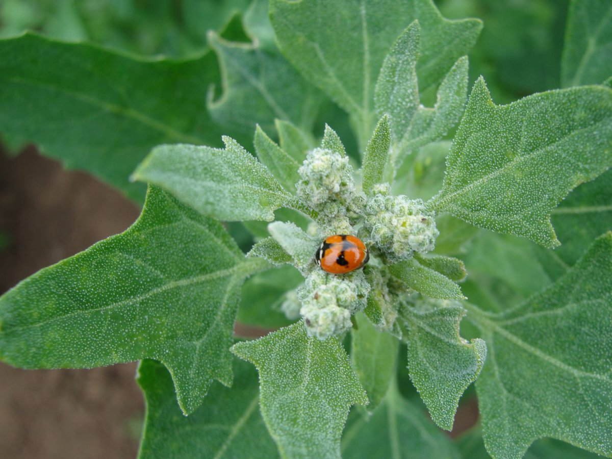 INIA_LaCruz's tweet photo. ⭕️Capacitamos a los integrantes del Grupo de Extensión Tecnológica (GET) Viveristas en especies nativas🔍 Bajo la guía del Dr. @ECisternas9 conocieron la importancia de los insectos en el ecosistema de las especies nativas y estrategias de manejo para promover la biodiversidad 📚 https://t.co/y7e6yUUBq3