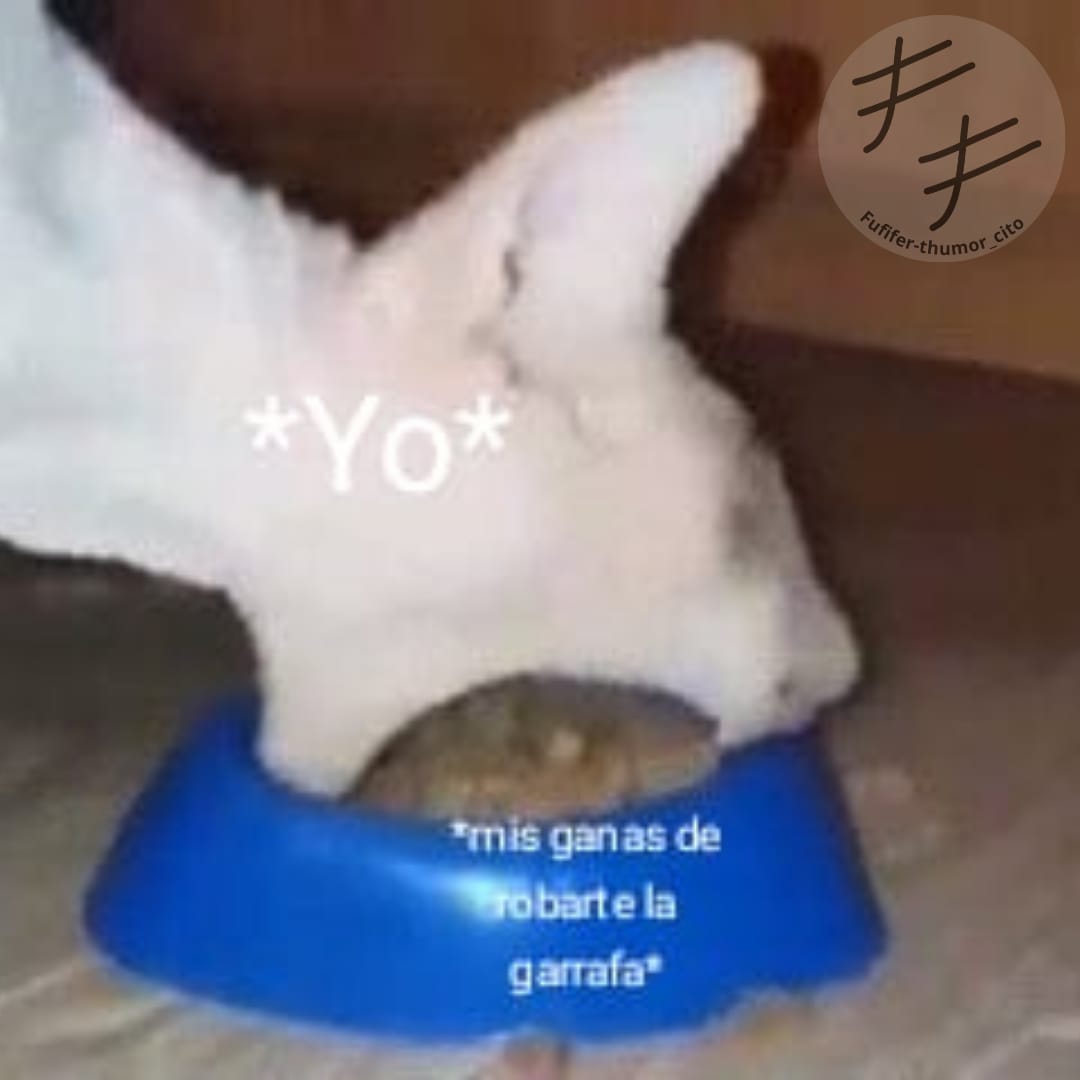 thumor_cito's tweet photo. @vinoypastillas meme propio, apoyen porfa no quiero que mi padre me mande a trabajar a la cebolla https://t.co/gvvmh1154B