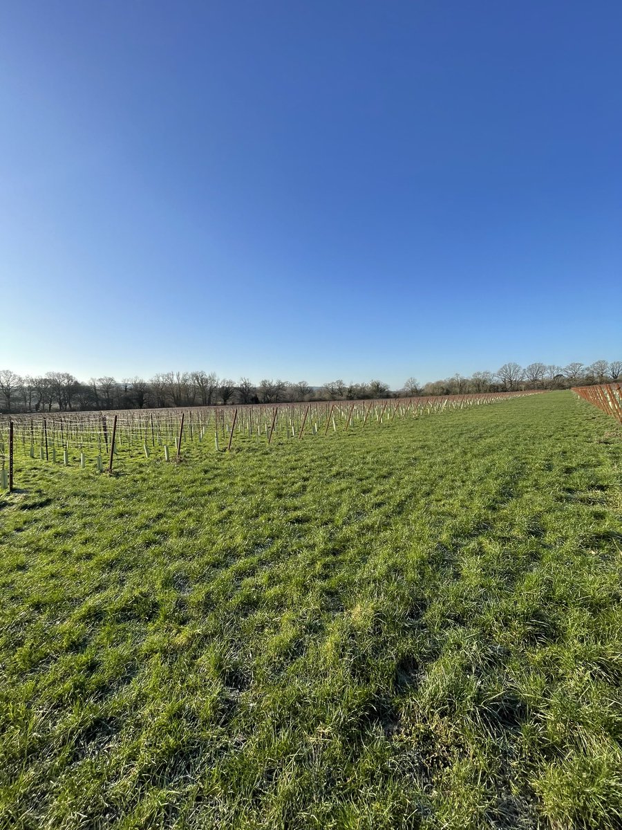 Daveswinetime's tweet photo. Beautiful this morning out in the vineyard, lovely to be back after the winter break. Winter pruning getting started! 

#wine #vineyards #winegb #sussex #winterpruning https://t.co/LfpMNAxHoY