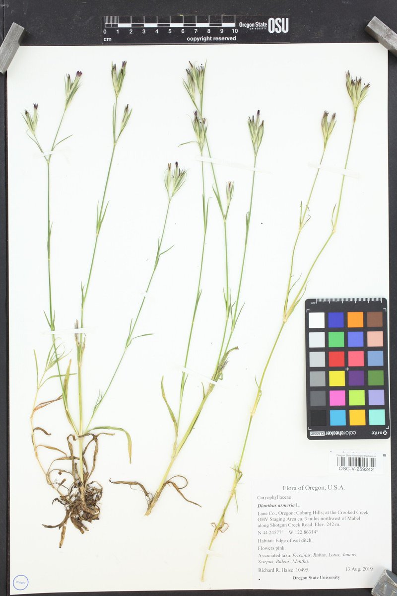 OSU Herbarium (OSC) (@OSU_Herbarium) / Posts / X