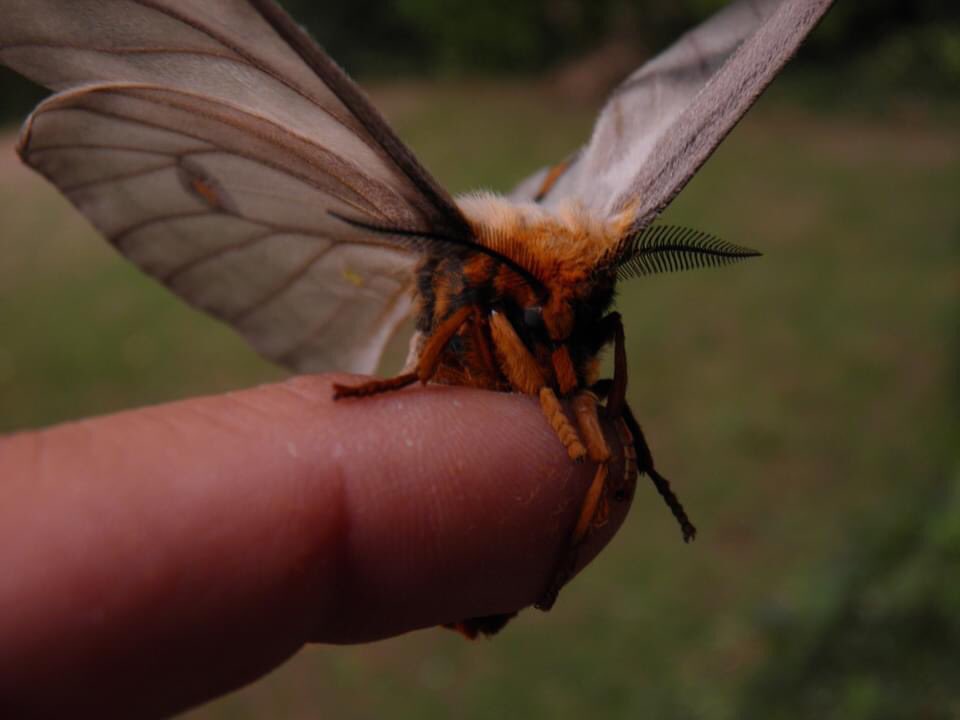 ࿇ Ghostly Silkmoth