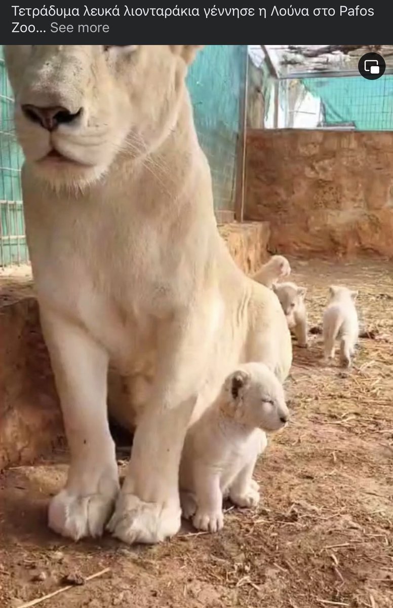 messyartythings's tweet photo. Here we go again! Paphos Zoo should not breed the lions. They shouldn’t let tourists interact with baby tigers and baby lions either. All they do is harm to those animals for their own benefit. #stoplioninteraction #cypruszoo #pafoszoo #cyprus #savethelions https://t.co/pkrcNplj74