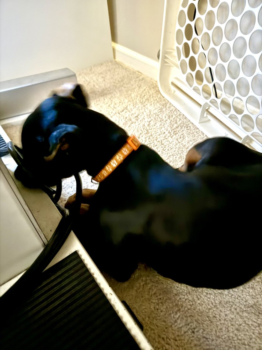 Mischief_Mgr's tweet photo. Leo heard cables are where it’s at from his Canadian friends…. 🐾🐶 Apparently my drafting table power cord is better than the 101 puppy toys strewn around the living room. 

#doberman #puppy #cablemanagement #leothedoberman @LumberLaw @IanRunkle https://t.co/r7AmC97ula