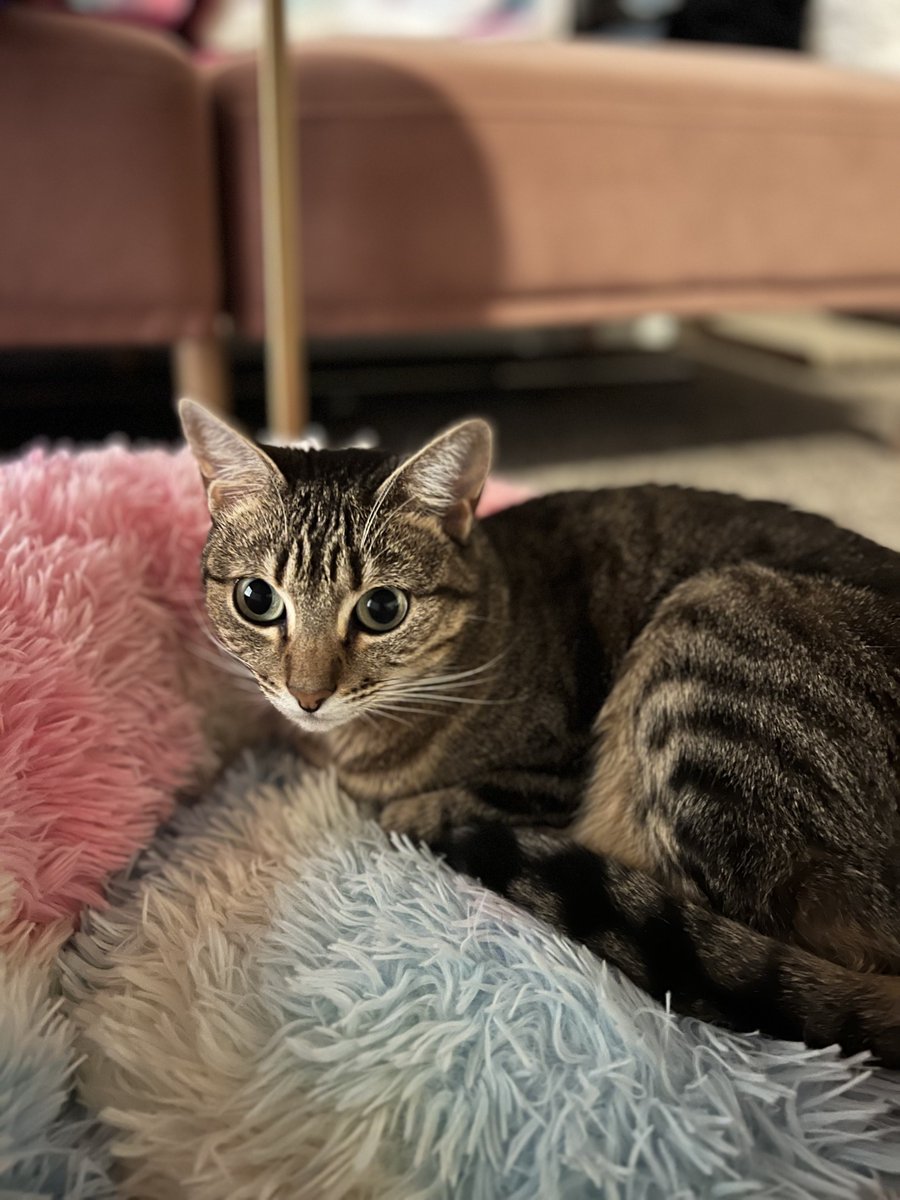 Ashley Thee Stallion tweet media