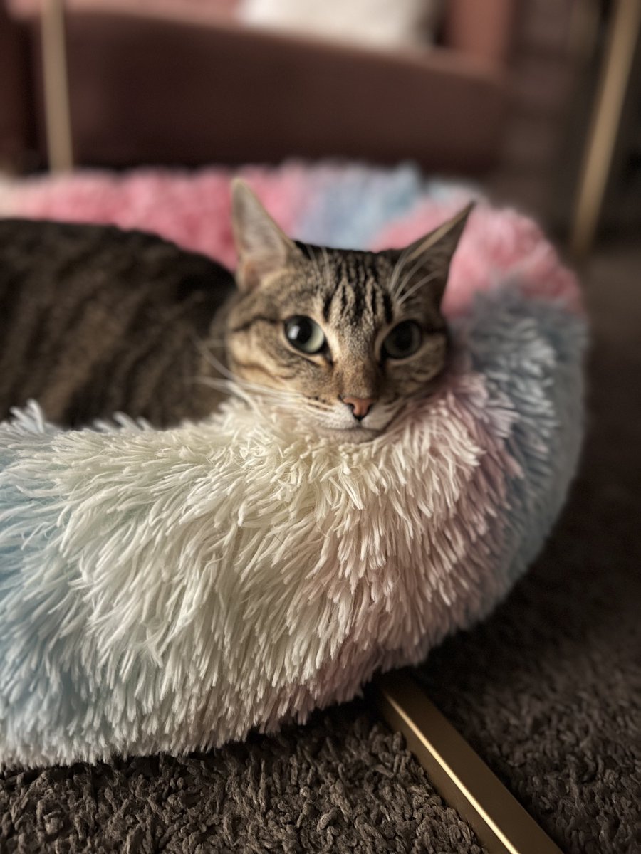 Ashley Thee Stallion tweet media