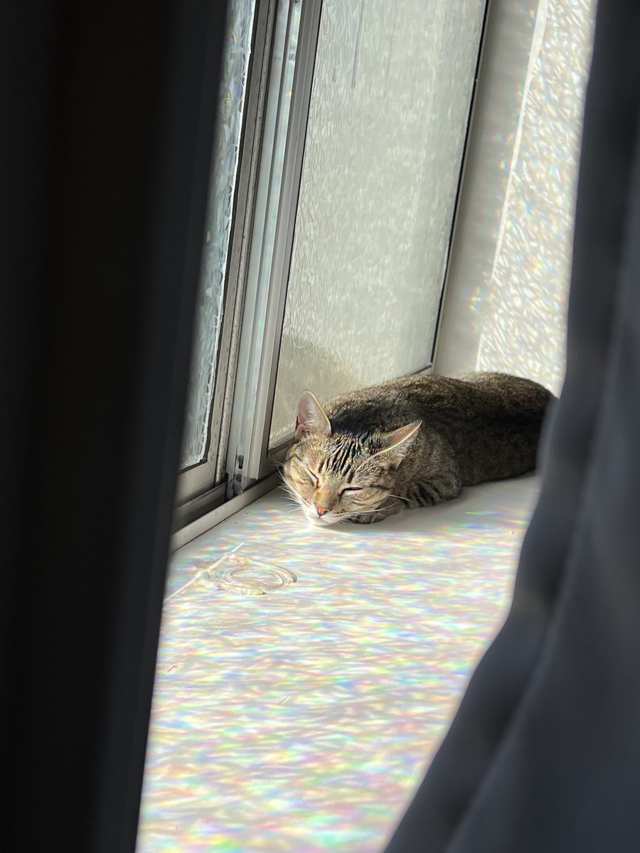 Ashley Thee Stallion tweet media