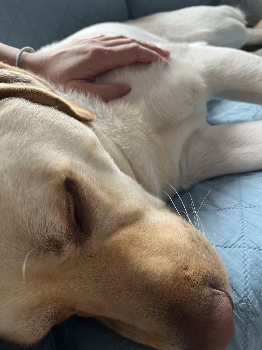 おはようございます。
自分の手首に見える青い血管を汚れだと思い込んだ2歳児。
落ちるまで洗うと言うので朝から手洗いに小1時間付き合い疲れ果てました!笑　
犬を吸って心を落ち着けよう〜😗😗😗😗