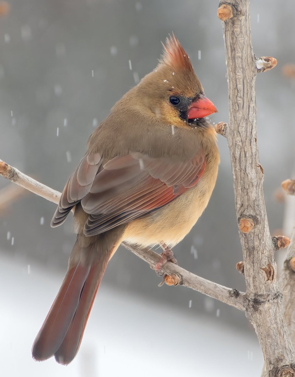 Northern Cardinal (Female) under our first significant snowfall. Always beautiful, no matter the weather. #birdwatching #birdphotography #naturephotography