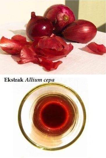 Excel_Dee's tweet photo. Umbi bawang merah mengandung Allicin, vitamin B1 (Thiamin) untuk pertumbuhan tunas, riboflavin untuk pertumbuhan tanaman, dan mengandung zpt auksin dan rhizokalin yang dapat merangsang pertumbuhan akar. 
Thiamin dengan Allicin akan membentuk ikatan allithiamin yang https://t.co/zTcdetbRxc