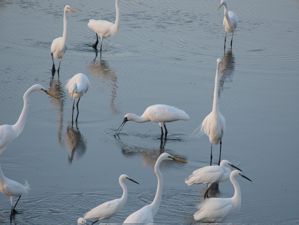 almostkewl's tweet photo. Black Faced Spoonbill. #taiwan #tainan #bird #birdphotography #egret #birdsoftaiwan #BirdsSeenIn2024 #blackfacedspoonbill #spoonbill https://t.co/YWnINhdJ1p
