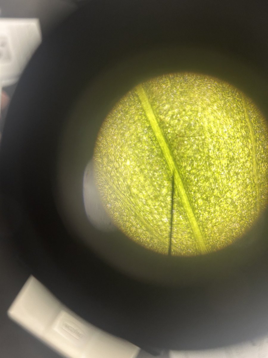 EdMK32's tweet photo. Thank you Mr. Taylor for inviting me to your class as they discovered/identified parts of plants and animal cells!!! So engaging 🧡🖤🦅 https://t.co/9iYsWHCxCx