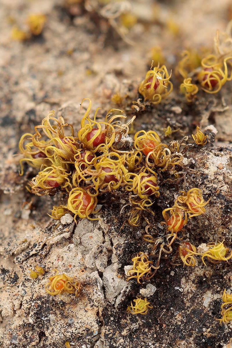 田んぼの畔にカンムリゴケ Micromitrium tenerum

田んぼのコケは種数が少ないので同定が楽ですね。アゼゴケも小さなコケだなぁと思ってたけど、カンムリゴケはもっと小さいです。寒さのせいか葉が弱々しいですね。

2024.1.10 Chiba Pref. 8m alt. 
EOSR7, RF100mm F2.8 MACRO