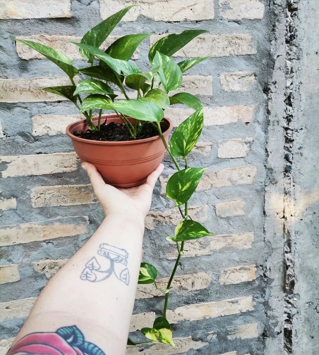 Red Panda tweet media