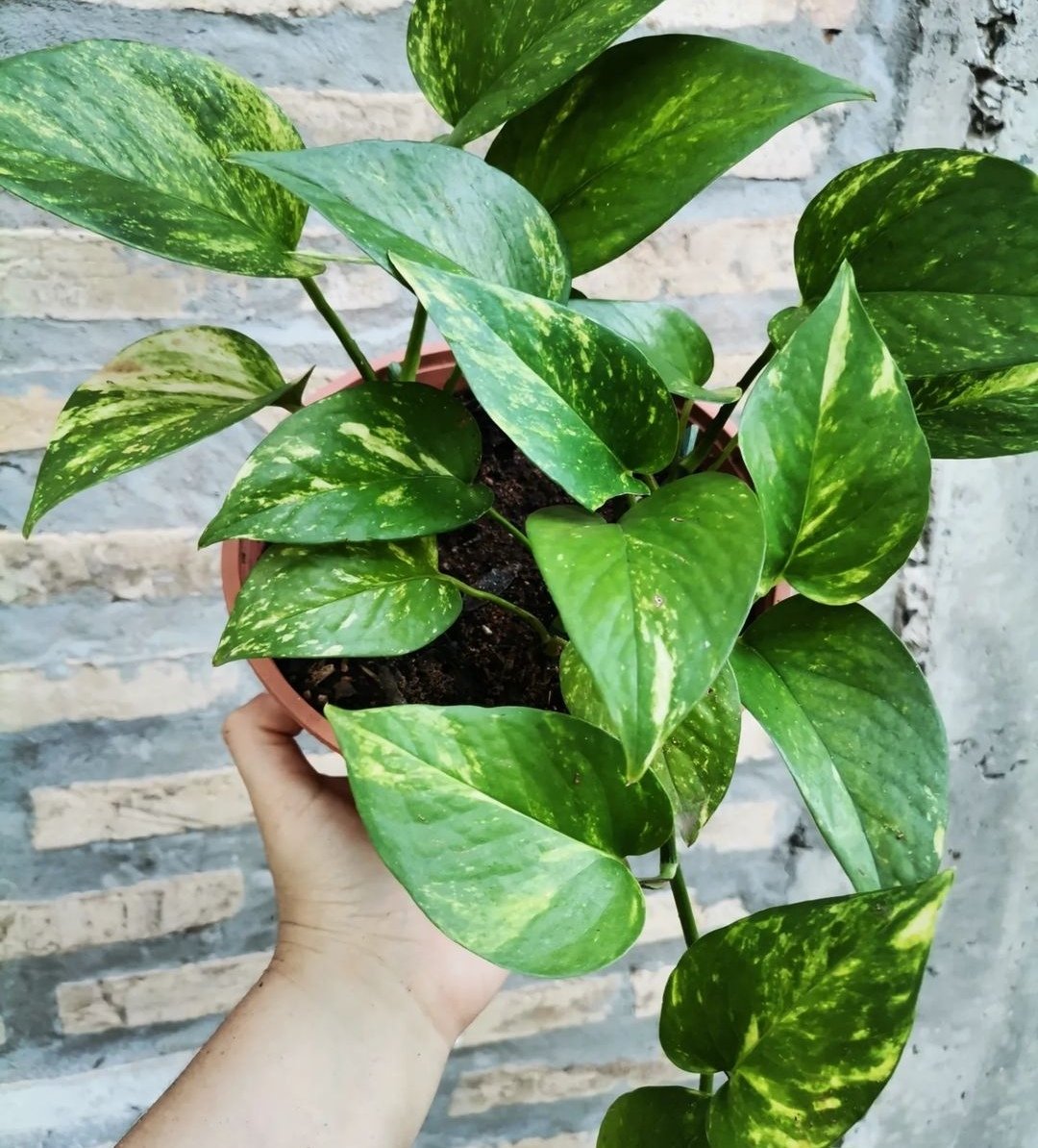 Red Panda tweet media