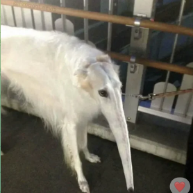 CRYPT0OP's tweet photo. @Poe_Ether look at that $BORZOI nose pal https://t.co/dFoILnGKIi
