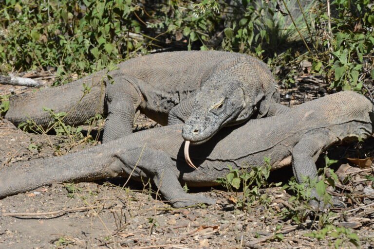 Il suo morso uccide anche solo pwr la quantità di germi che vivono sui suoi denti. Venite con me a scoprire la patria del terribile #DragodiKomodo, arcipelago indonesiano che è un paradiso marino straordinario, patrimonio #UNESCO. Www.wonderfulpaths/komodo/