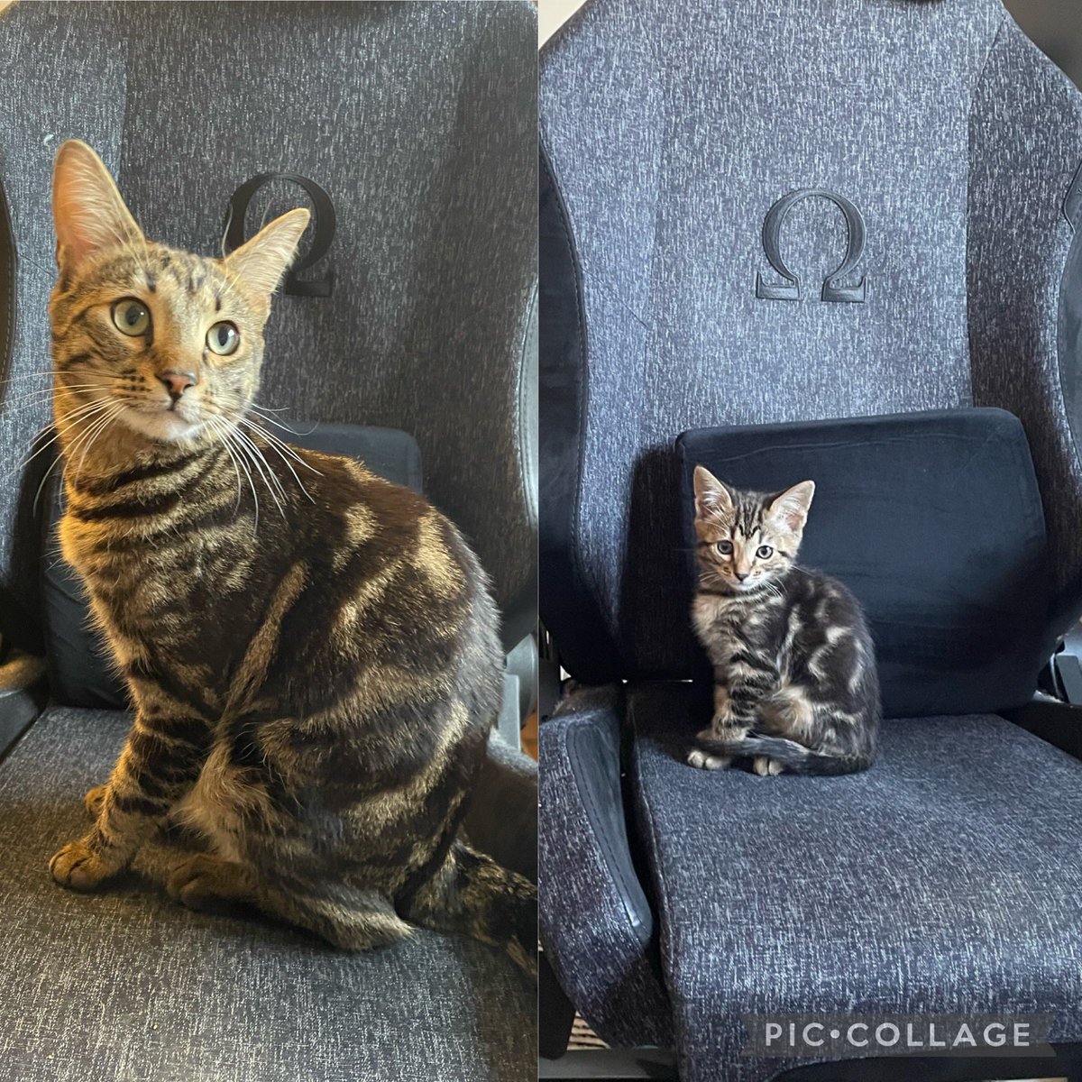 A year of owning this trouble maker