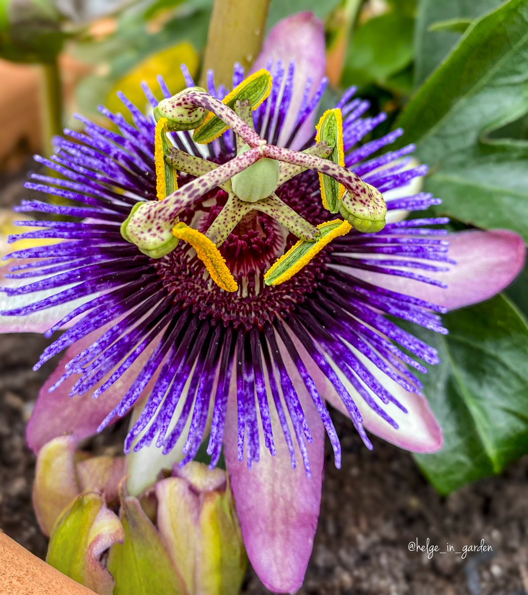gardeninNorway's tweet photo. Throwback; Passiflora (common passion flower)😄
#Flowers #nature #NaturePhotography #gardening #gardens #Norway  #passiflora #naturelife  #NaturePhoto https://t.co/xliiEitxTv