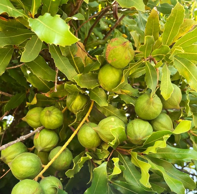 Con el proceso selección y clonación de primeros ejemplares de macadamia, se inició trabajo de campo de proyecto “Fruticultura sostenible y resiliente al cambio climático para la Región de Ñuble”, iniciativa, que por 3 años ejecutará <a href="/iniachile/">INIA Chile</a> con financiamiento del <a href="/gorenuble/">Nicolás Fernández</a>.