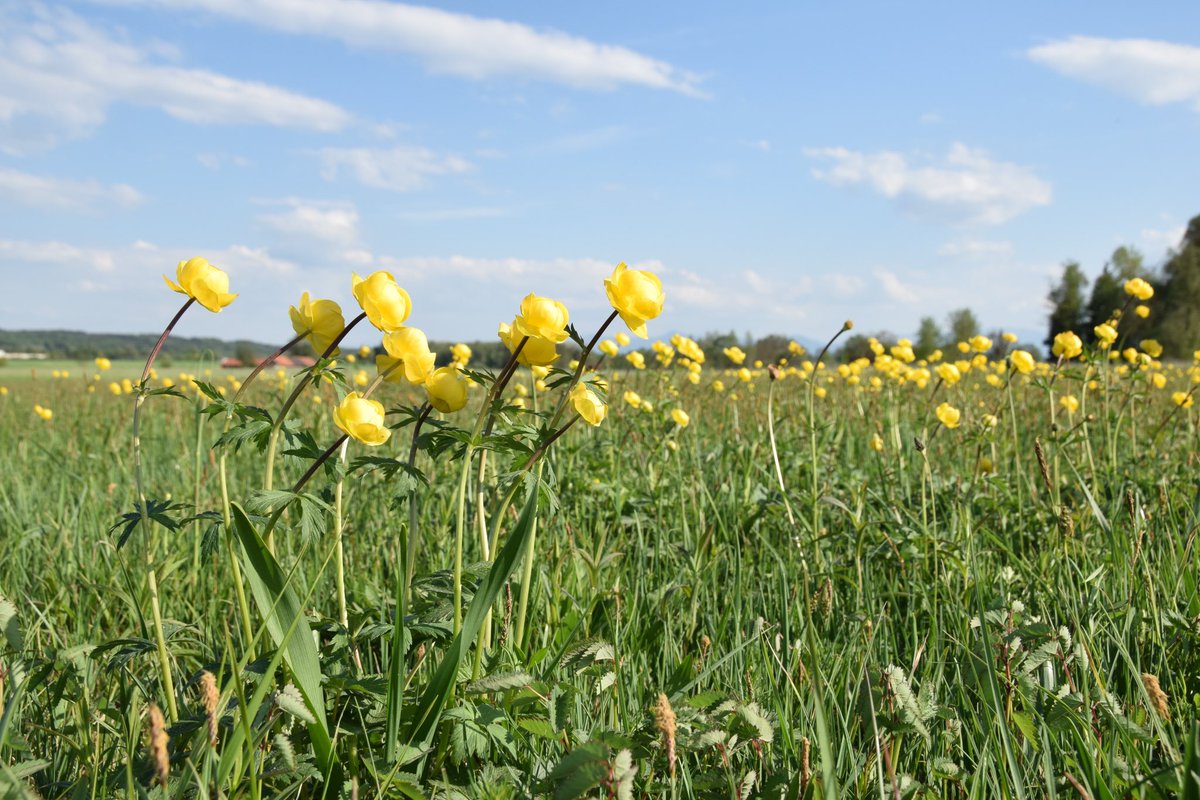 Weil‘s draußen arg #winter lich ist, zum #wetlandswednesday ein #Blüten-Meer an #Trollblumen bei #Wielenbach. Feuchtwiesen südlich des #Ammersee.