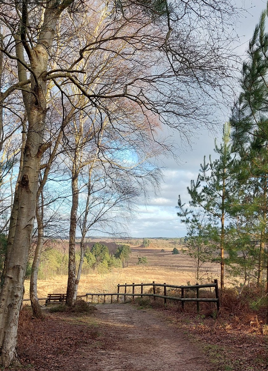 mycathardy's tweet image. Dersingham Bog is a stunning place throughout the year. #Bogs #Norfolk #Countryside