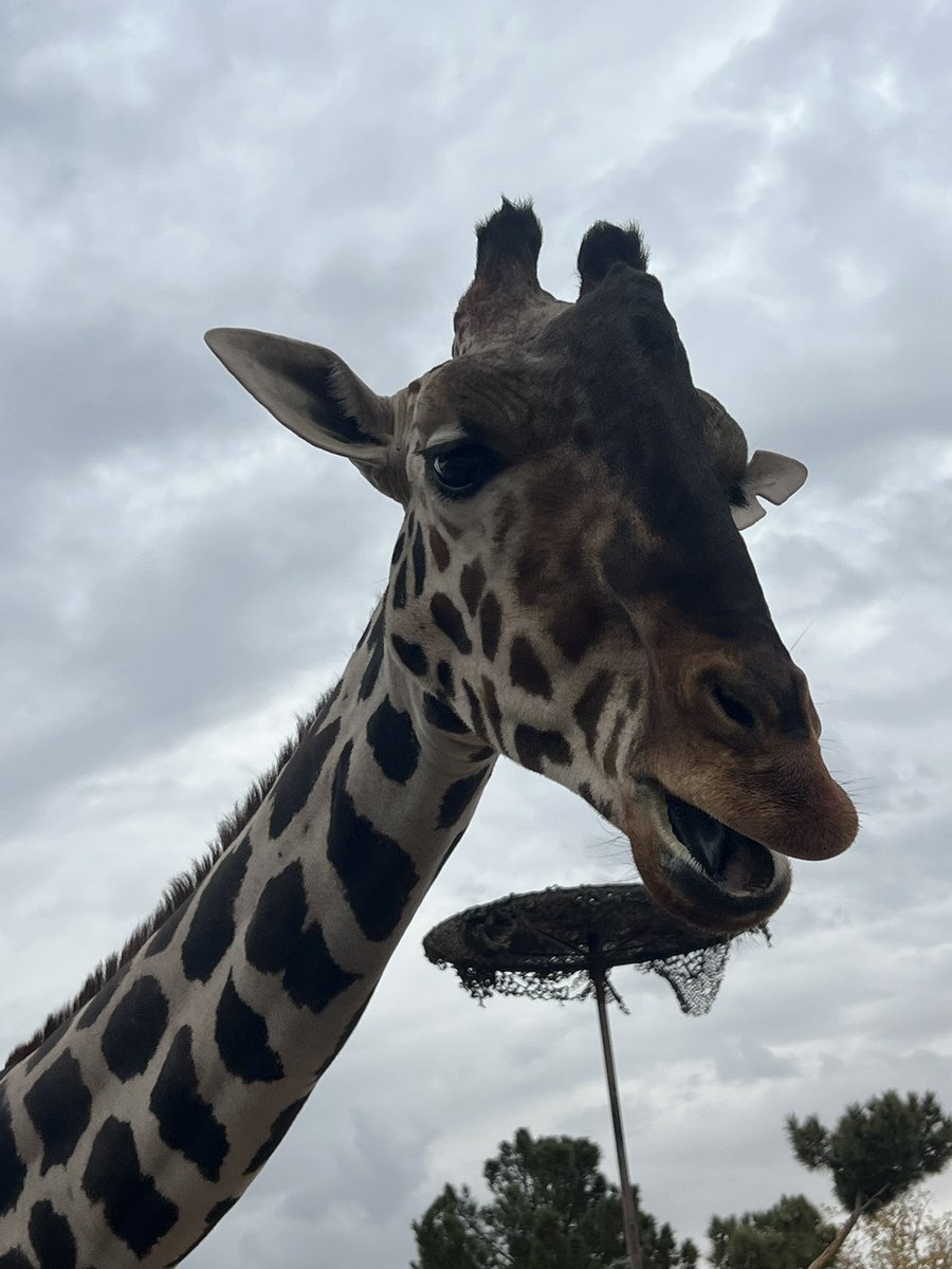Salvemos a Benito tweet media