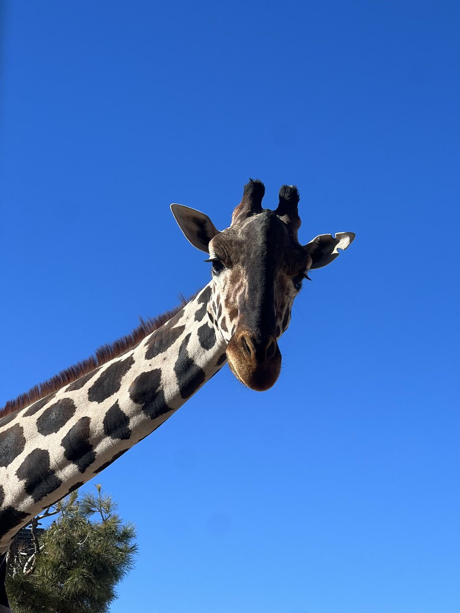 Salvemos a Benito tweet media