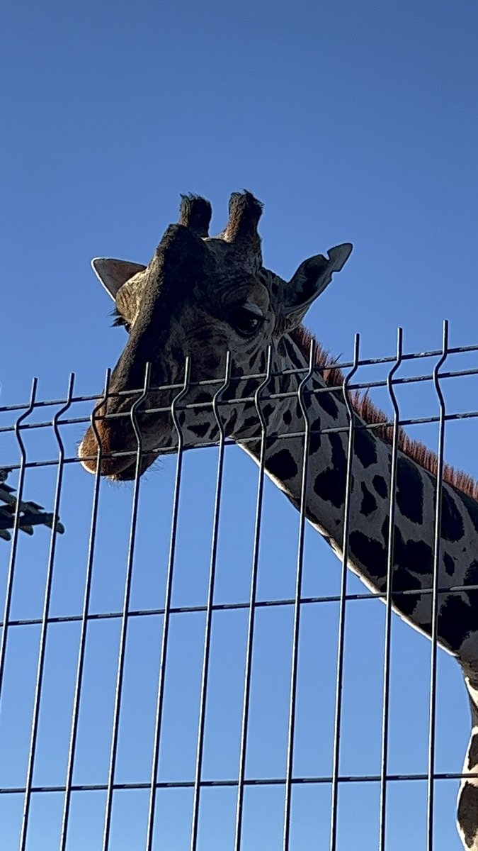 Salvemos a Benito tweet media