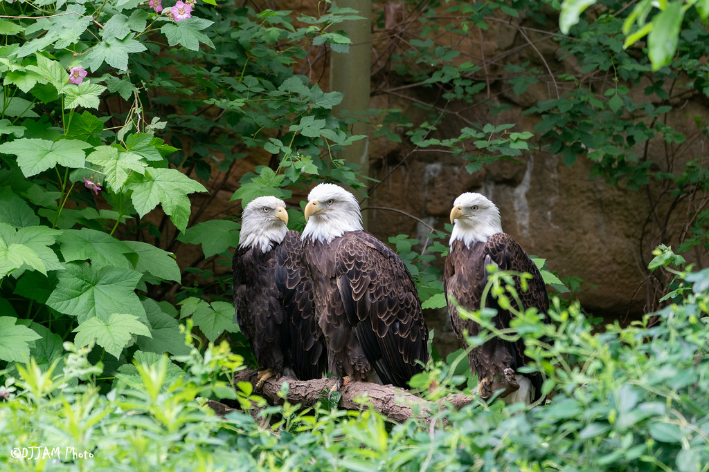 CincinnatiZoo's tweet photo. Today is Save the Eagles Day! All 5 bald eagles at the Cincinnati Zoo are rescues who were injured in the wild &amp; are unable to be released. This species is an amazing conservation success story with ~316,700 individual bald eagles in the lower 48 states &amp; ~800 nests in OH! https://t.co/CbM4OZJIP2
