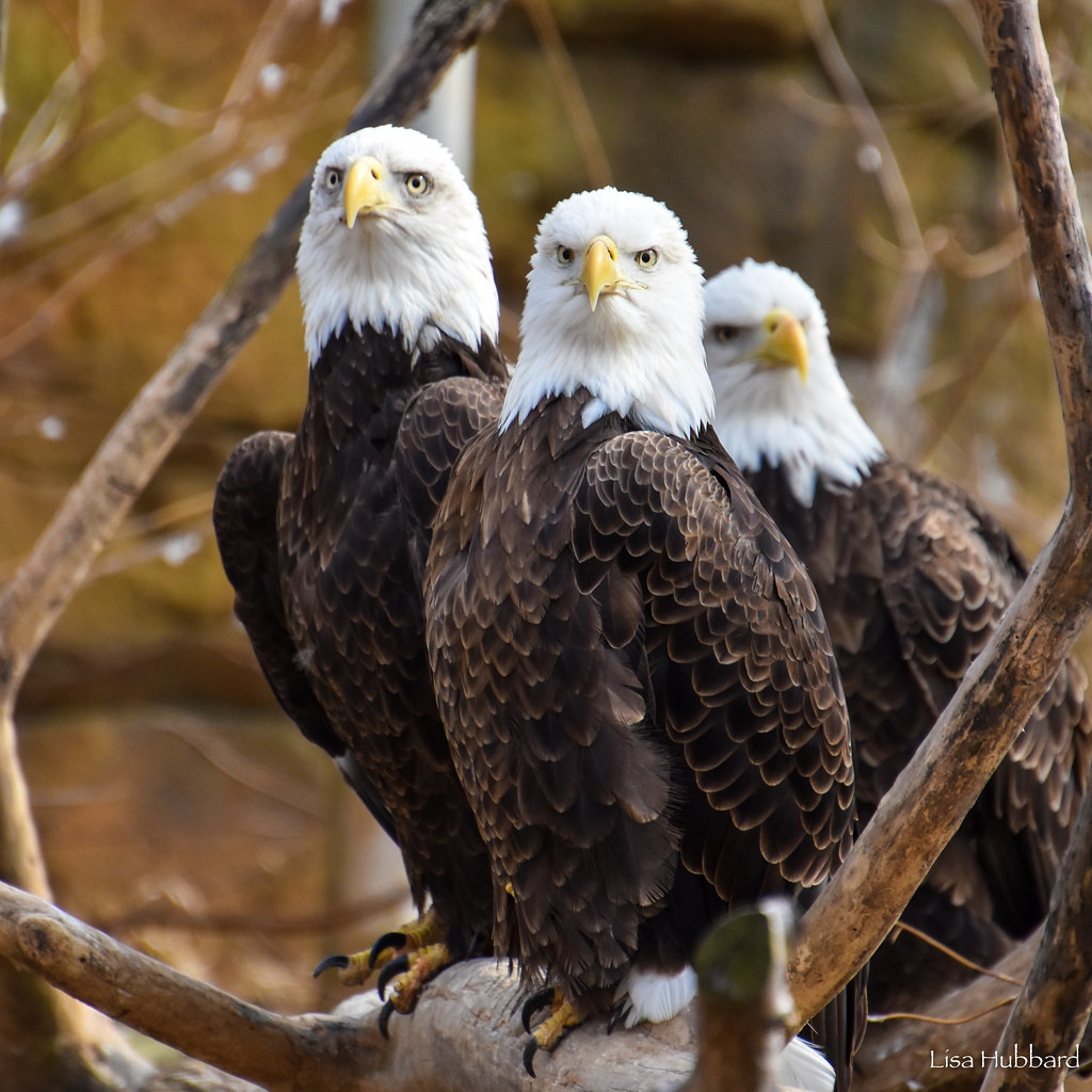 CincinnatiZoo's tweet photo. Today is Save the Eagles Day! All 5 bald eagles at the Cincinnati Zoo are rescues who were injured in the wild &amp; are unable to be released. This species is an amazing conservation success story with ~316,700 individual bald eagles in the lower 48 states &amp; ~800 nests in OH! https://t.co/CbM4OZJIP2