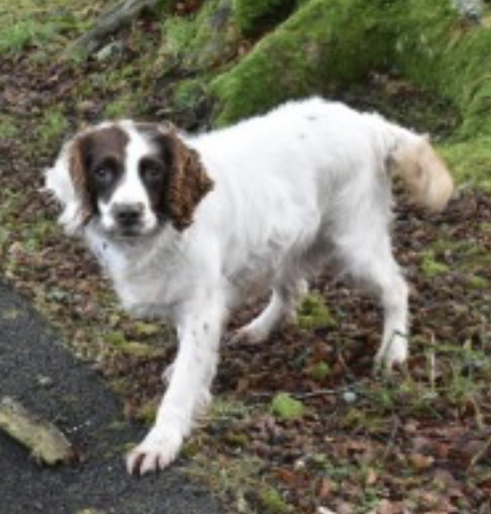 rosieDoc2's tweet photo. #SpanielHour 

MOLLY STILL MISSING 21/10/21 
#Monea area near #Enniskillen #CoFermanagh #BT74 

Featured recently in @CountrymansW 
ELDERLY white&amp;brown 
She was tagged / CHIPPED&amp;SPAYED 
#Spaniel x 

https://t.co/pXO7Xc2TvK

@RachaelB100 @MissingDogsIrl @MissingStolen @JacquiSaid https://t.co/edaMLY67uH