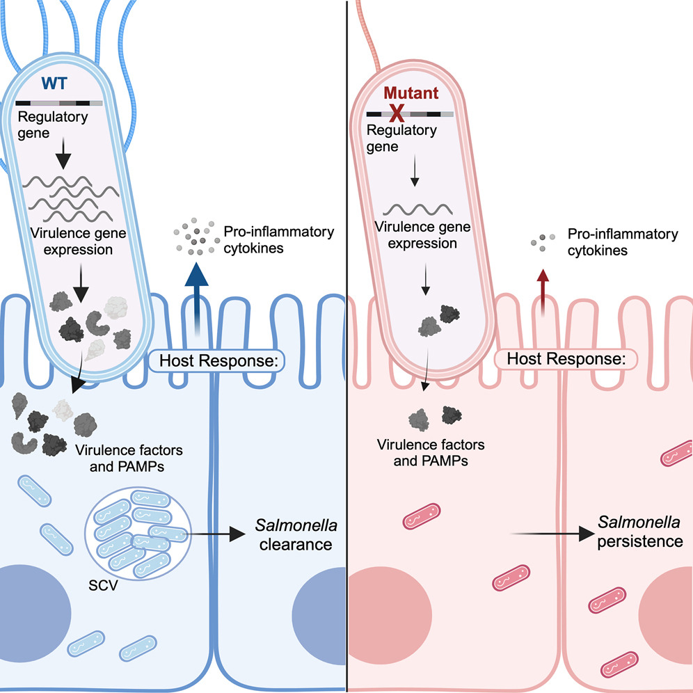 Propelling Salmonella persistence. <a href="/allie_grote/">Alexandra Grote</a> reveal adaptations in global regulatory genes BarA/SirA arise during persistent #Salmonella infection. Adaptations reduce virulence &amp; immunity in acute salmonellosis but favor colonization in persistent model cell.com/cell-host-micr…