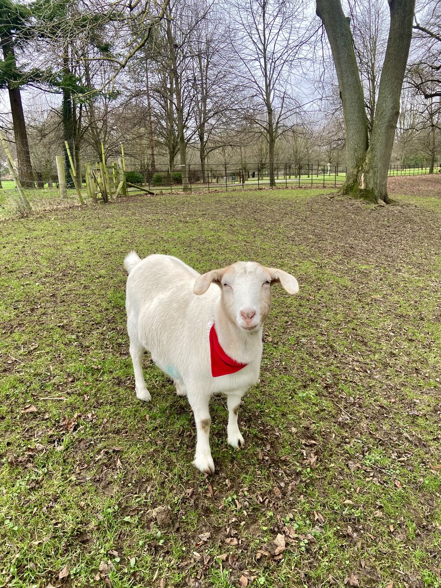 HoovesTails's tweet photo. Siblings Leyla and Larry, the heart of Hooves and Tails Sanctuary 🐐  
Larry, a lovable bully, has faced challenges, he thrives with the right care. Leyla, our sweet chunky girl, charms all.

#HoovesAndTails #LeylaAndLarry #GoatLove #SanctuaryLife #VeganSanctuary #FriendsNotFood https://t.co/Glh452WuEA