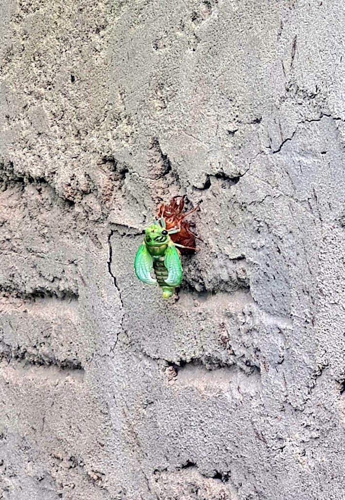 ismaMuri22's tweet photo. 🪲 🇺🇾 #Chicharra 🦗  #Cigarra Evolución en 15 minutos 😲 #Metamorfosis @NatGeo_la  ( @NatGeo ) https://t.co/JkFNFt5TaN