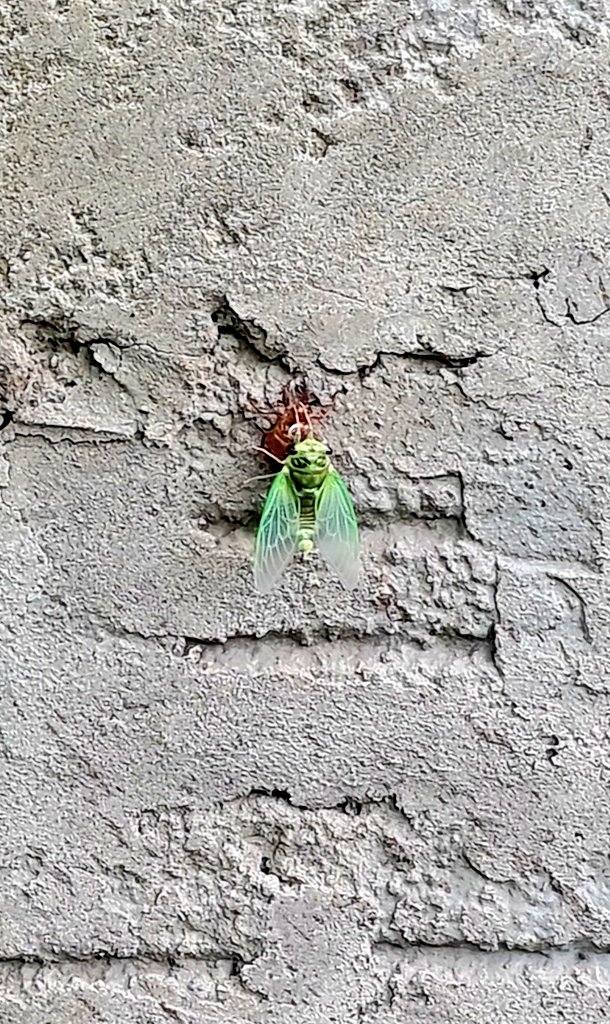 ismaMuri22's tweet photo. 🪲 🇺🇾 #Chicharra 🦗  #Cigarra Evolución en 15 minutos 😲 #Metamorfosis @NatGeo_la  ( @NatGeo ) https://t.co/JkFNFt5TaN