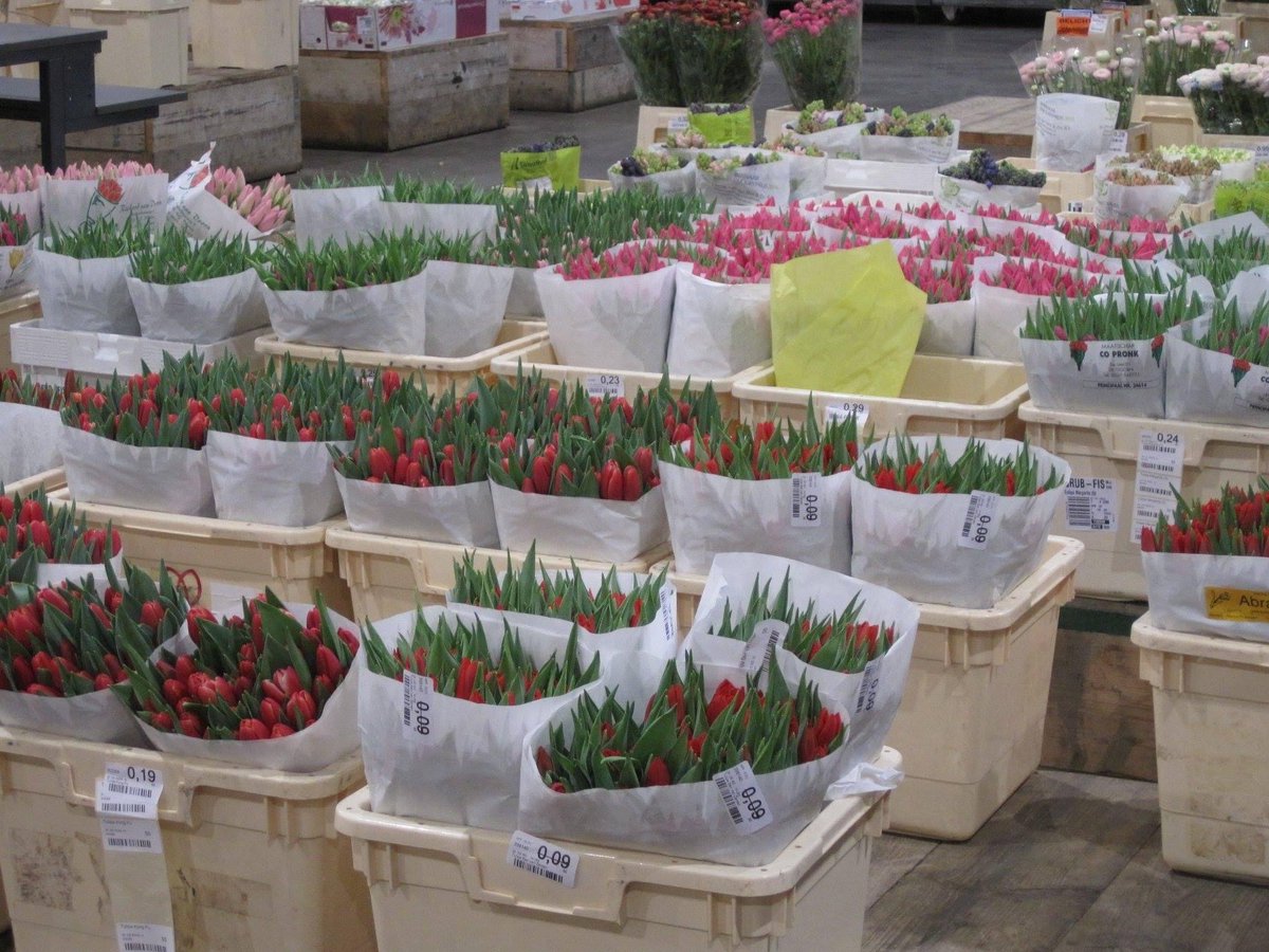 ThriftyFreedom's tweet photo. 10 years ago, Angie co-led a January term college group visit to the Netherlands. These pictures are from the flower distribution center visited to learn about logistics. Wish we could upload smells! 💐🌷🌻#netherlands #freshflowers #holland #tulips #thriftylivingtravelfreedom https://t.co/nsyQ55cgbz