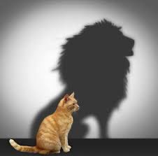 حالة التضخم التي يصنعها ويصورها البعض تقود الشعوب إلى الدمار ، كمن يسوق القط لمواجهة الحياة بظل أسد