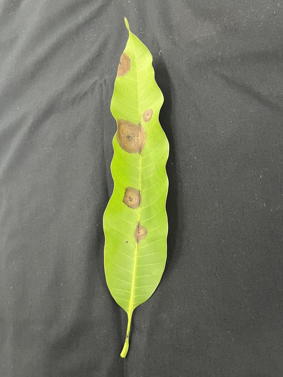 Plant diseases are so beautiful sometimes 😍. #anthracnosis #mango