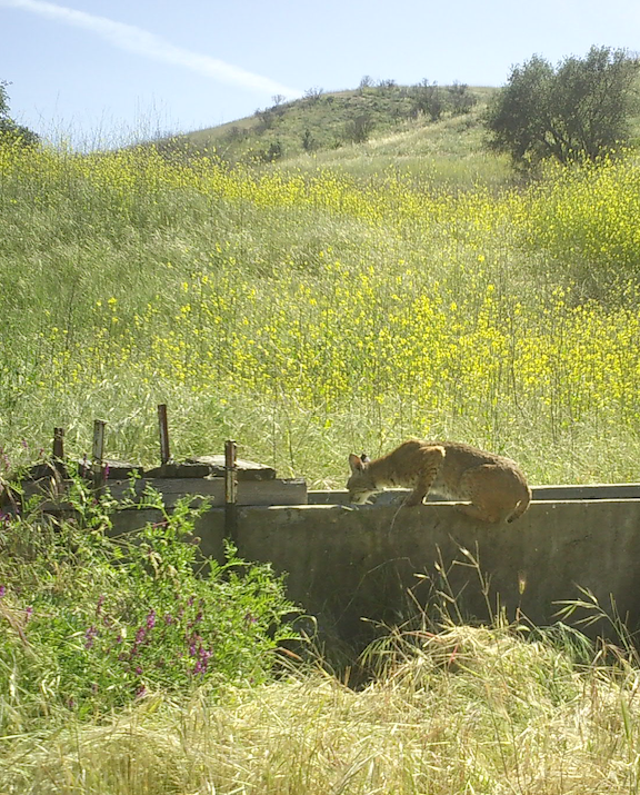 Our camera traps are the storytellers of Irvine Ranch Conservancy's wild wonders. With a dedicated team by our side, we're on a mission to monitor, adapt, and create a future where the urban and natural landscapes seamlessly coexist.🌳📸