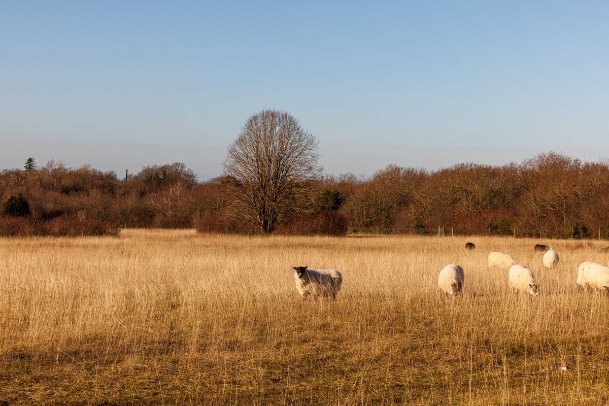 BCConservators's tweet photo. The boys are back in town!
@Downygrazers dropped off a flock of wethers at #BansteadDowns today to carry on with their important work conserving the chalk downland.
🦮Dogs on leads around the enclosures pls!
Thank you 💚 https://t.co/F4WuI28VTX