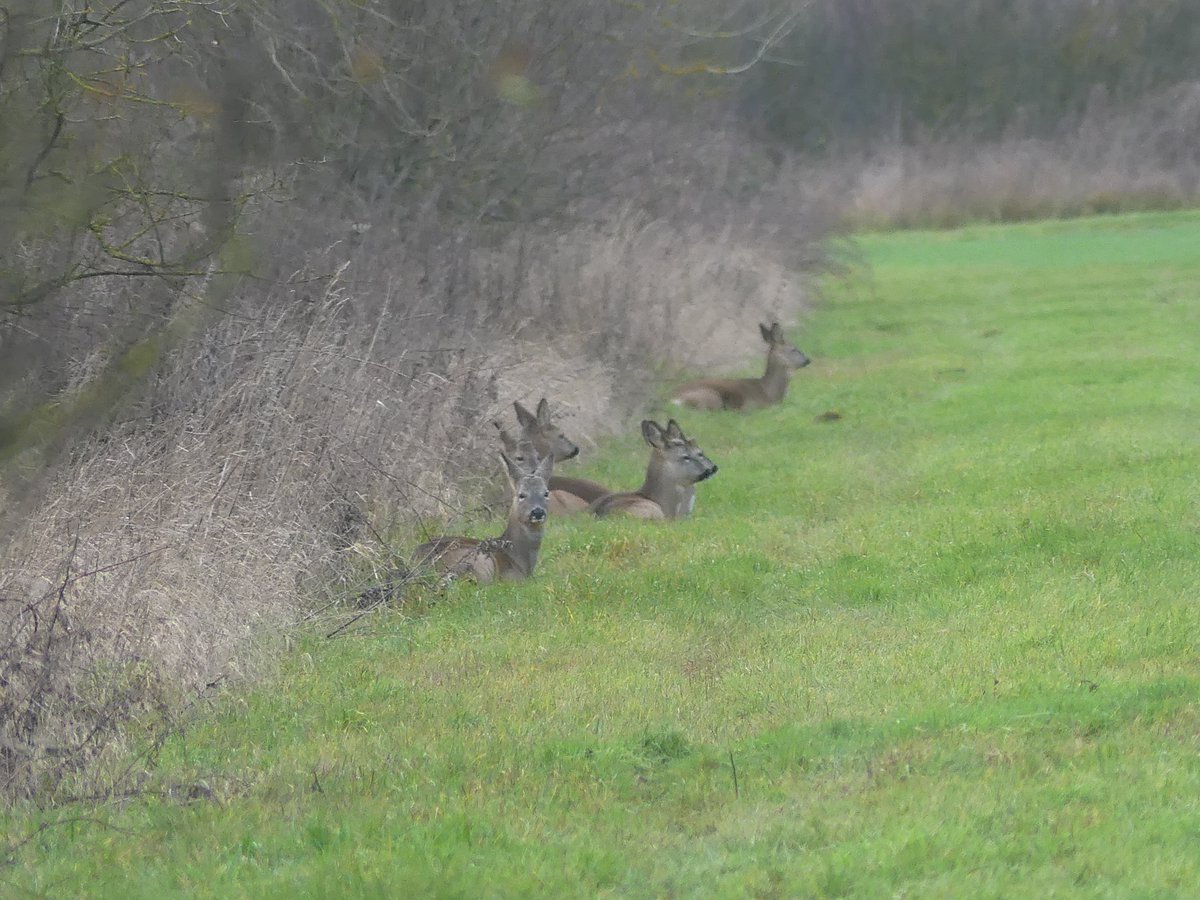 WaterVole tweet picture