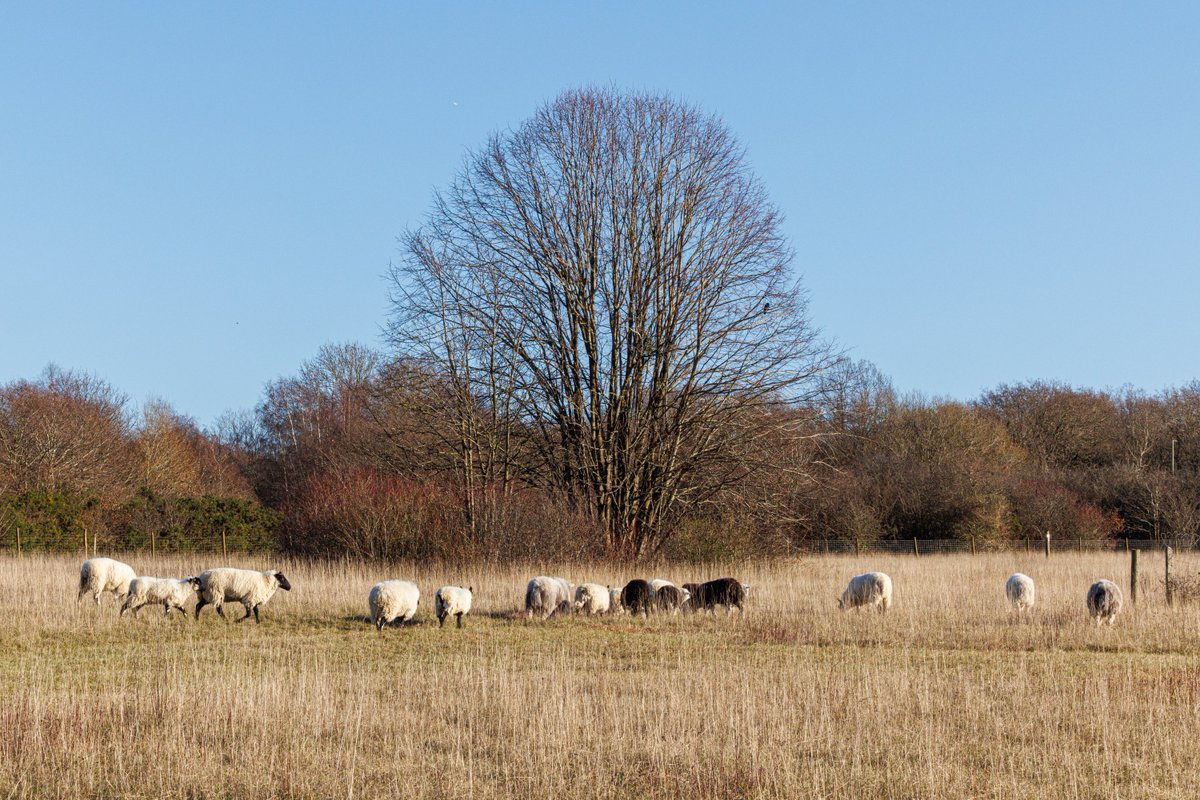 BCConservators's tweet photo. The boys are back in town!
@Downygrazers dropped off a flock of wethers at #BansteadDowns today to carry on with their important work conserving the chalk downland.
🦮Dogs on leads around the enclosures pls!
Thank you 💚 https://t.co/F4WuI28VTX