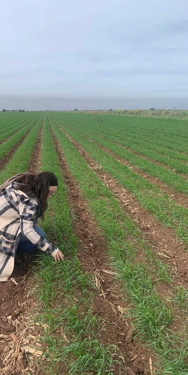 Hub_PACNorte's tweet photo. Acompañamiento tecnico en primeras etapas de desarrollo en cultivo de trigo harinero, 🌾en AC asi como monitoreo de plagas, 🐜🐛en el Valle del Carrizo Sinaloa
#BIMBO
#SAFINSA https://t.co/YABj8oy5Kv