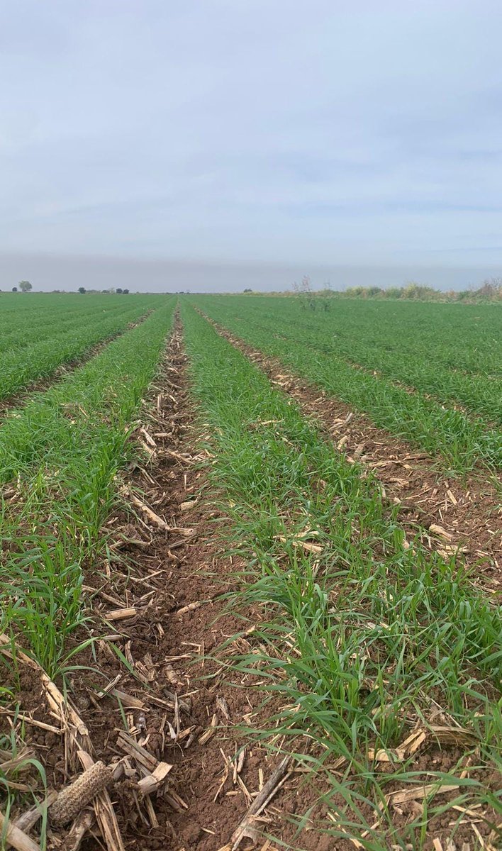 Hub_PACNorte's tweet photo. Acompañamiento tecnico en primeras etapas de desarrollo en cultivo de trigo harinero, 🌾en AC asi como monitoreo de plagas, 🐜🐛en el Valle del Carrizo Sinaloa
#BIMBO
#SAFINSA https://t.co/YABj8oy5Kv