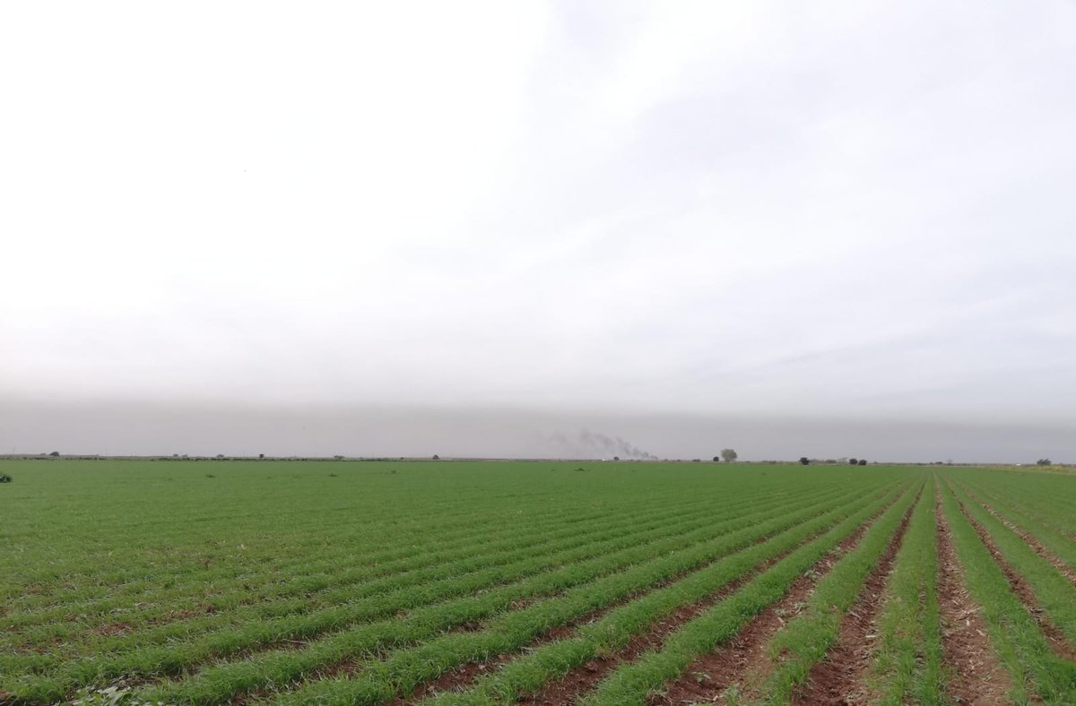 Acompañamiento tecnico en primeras etapas de desarrollo en cultivo de trigo harinero, 🌾en AC asi como monitoreo de plagas, 🐜🐛en el Valle del Carrizo Sinaloa
#BIMBO
#SAFINSA