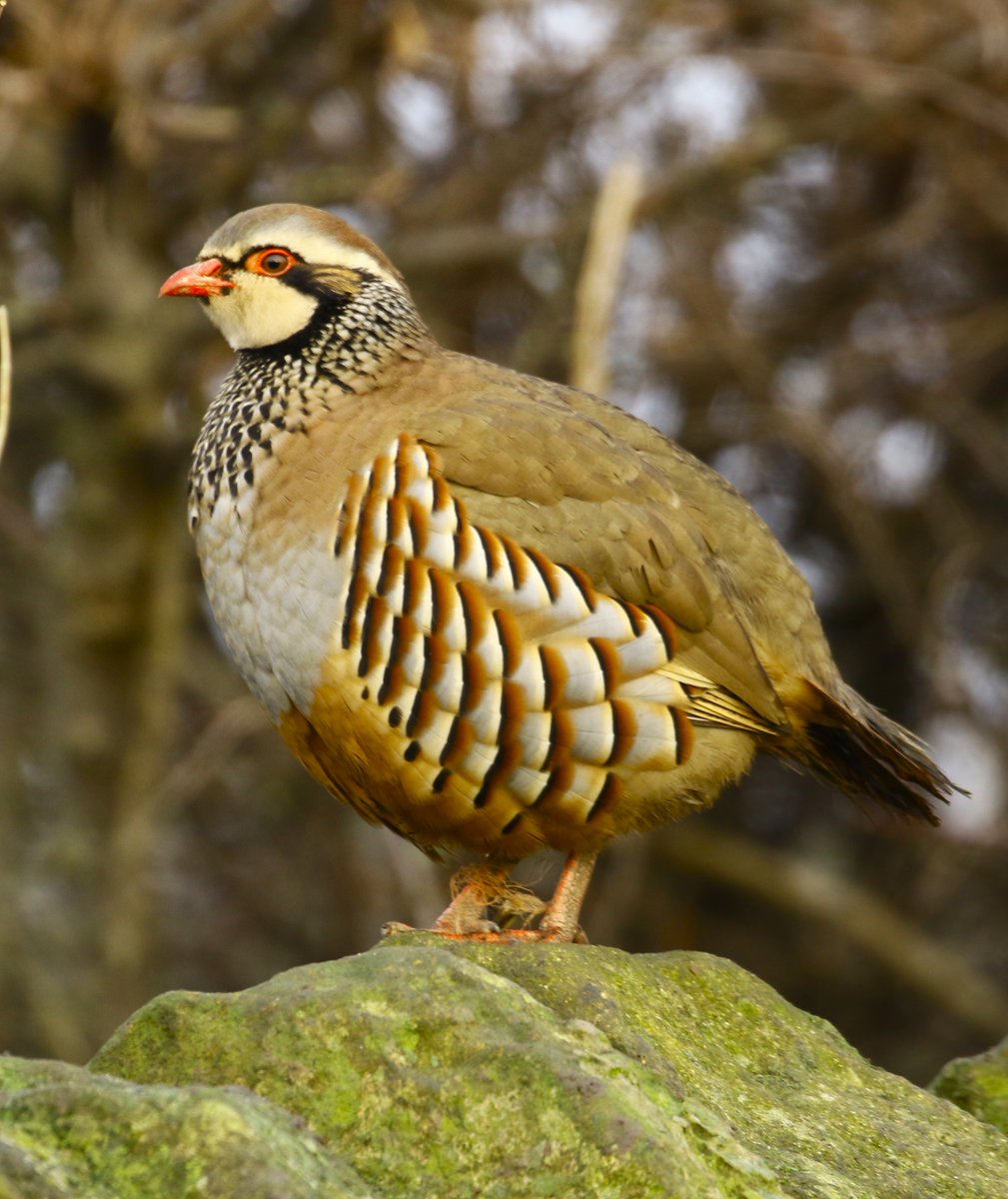 A challenging first half of the week for me, soon made better by one of Northumberland's finest Red-legged Partridges. 🥰 @NTBirdClub