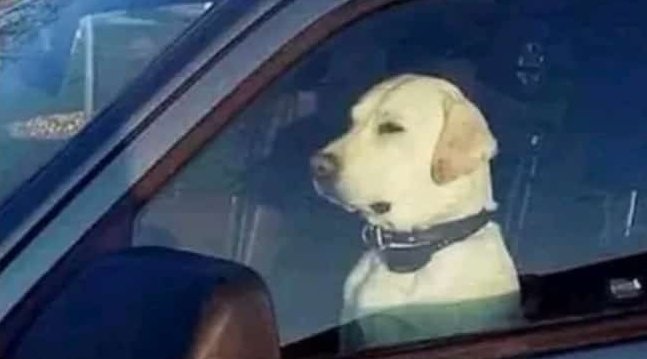AmayoDominic's tweet photo. When you reach your destination but don't want to leave the car because the song is too good,😇😇😇 https://t.co/svq1tRcqGx