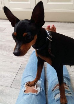 🆘8 JAN 2024 #Lost #ScanMe Black & Tan Pinscher Miniature Albert Road #Chaddesden #Derby #Derbyshire #DE21 doglost.co.uk/dog-blog.php?d…