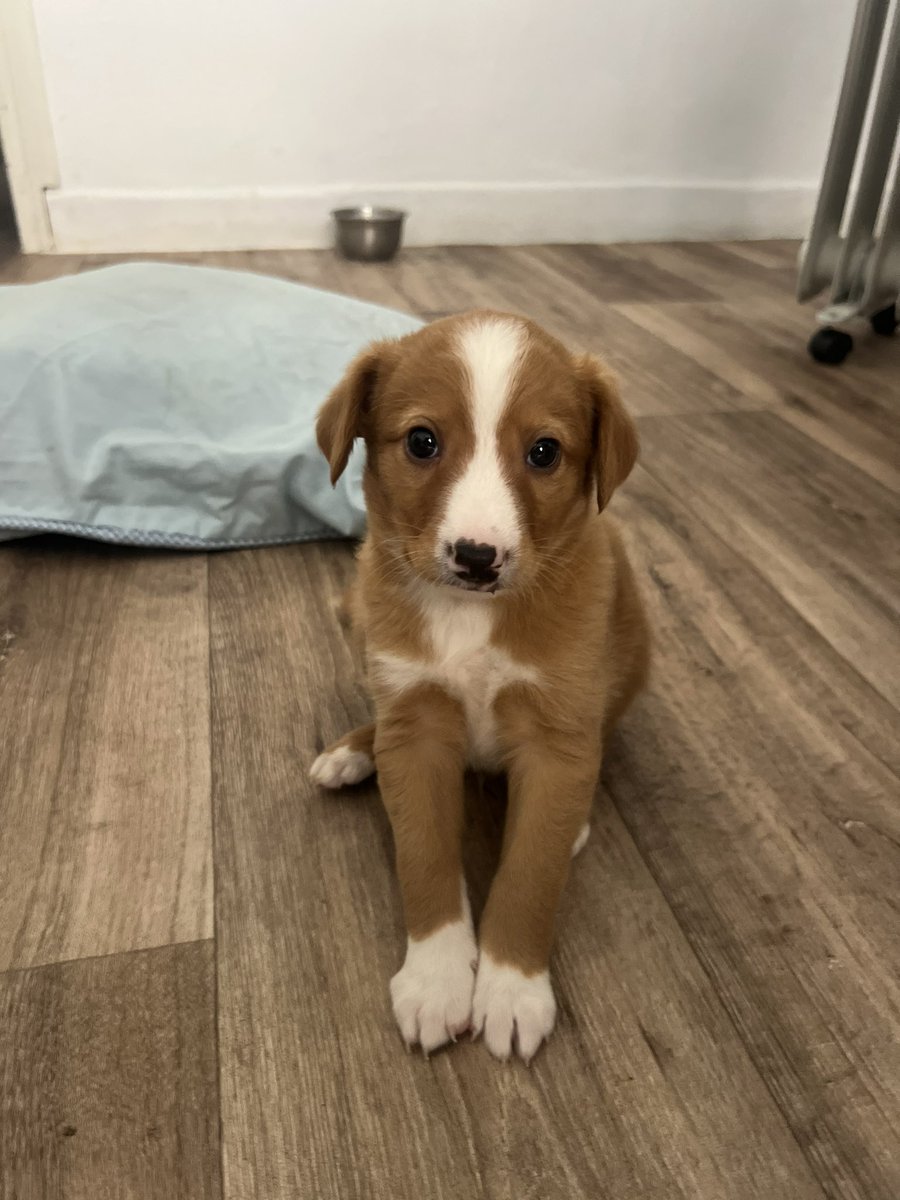 protemalaga's tweet photo. La familia de Berlín LO DEVUELVE porque su dueño tiene “mucho trabajo”. Esa es su excusa para dejar a Berlín sin familia. 

Buscamos una familia RESPONSABLE para Berlín que lo cuide para SIEMPRE. 

Escribe a acogidas@protectoramalaga.com https://t.co/KziFb8jKtZ